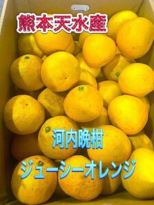 河内晩柑　5ｋｇ箱　熊本県産！！送料無料！！！！