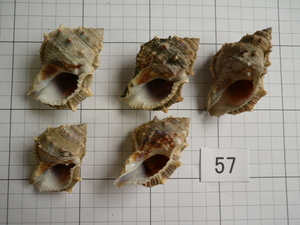 ■インテリア貝殻■水槽装飾/ヤドカリの引越しに■煮沸済み■57■中身を取り出した後，煮沸してあります■