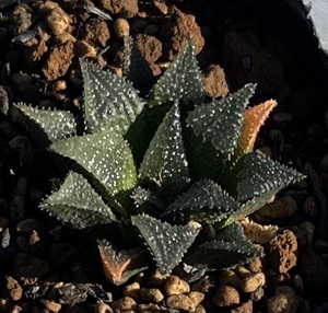 ハオルチア　Haworthia maraisii