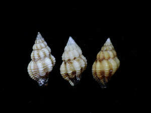 貝の標本 Peristernia usulata set 2