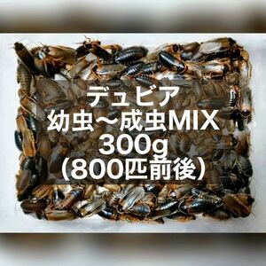 デュビア 幼虫〜成虫MIX 300g 送料無料