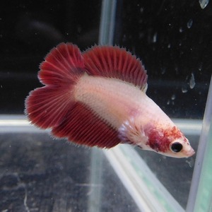 在庫処分特価　ベタ　ダブルテール　メス　ラベンダー　06F0623-088　熱帯魚　生体