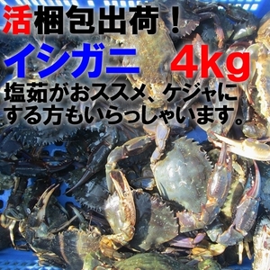 「生出荷！食用イシガニ 石蟹４kg」 活状態での梱包 目安40杯 送料無料 蟹 カニ　松島牡蠣屋 宮城県産