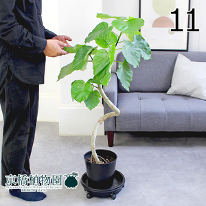 【現品】フィカス・ウンベラータ 曲がり 7号 黒鉢（11）Ficus umbellata