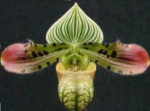 年末の特価スタート！ 初蕾付2株セット Paph venustum ④ 原種 パフィオ 地生蘭 洋蘭