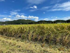  標高300m広島世羅高原 新玄米10kg 冷めてもおいしいコシヒカリ　送料込み