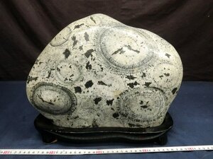 L5466 ナポレオン石　球状閃緑岩 時計石 22.80kg 水晶 鉱物 鉱石 天然石 鑑賞石 パワーストーン