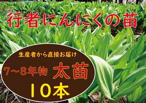 行者ニンニク 7～8年物 太球根苗 10株