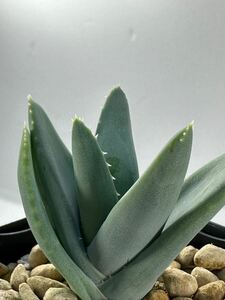 アロエ クラポリアナ 変種 デュモウリニー Aloe krapohliana var dumoulinii 実生 アフリカ原産 