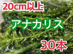 ☆即決価格！無農薬穂先付きアナカリス 30本 20cm以上 即決価格 エビ ザリガニ メダカ 金魚 餌 金魚草 金魚藻 水草 ビオトープ 産卵藻