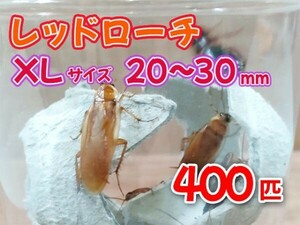 レッドローチ 成虫 XL サイズ 20～30mm 400匹 紙袋配送 生餌 爬虫類 両生類 肉食熱帯魚 小型哺乳類 エサ 活餌 [3482:gopwx]