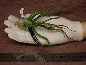 Tillandsia bulbosa Hybrid チランジア・ブルボーサ ハイブリッド 602★エアプランツEP