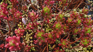 【カット苗】虹の玉　3つ　多肉植物　寄せ植え 　