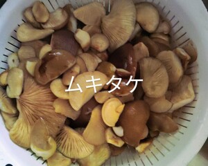 岩手県産　ムキタケ　塩漬け　200g