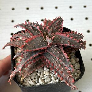 アロエ 実生　子株のみ　ハイブリッド 多肉植物 Aloe hybrid 95