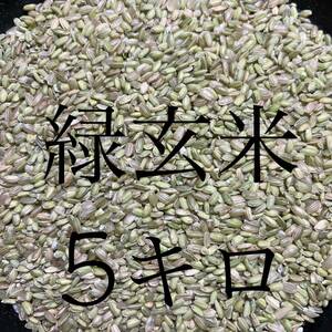 令和5年産　希少な緑玄米（うるち米）5キロ　数量限定