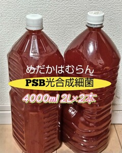 【4000ml】PSB光合成細菌【めだか_はむらん】psb メダカ 水質浄化　農業　土壌改良　ウドンコ病防止　無農薬 