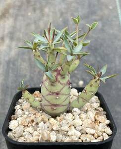 ユーフォルビア　エツベルクローサ　実生苗　euphorbia etuberculosa 多肉植物　エチュベルクローサ