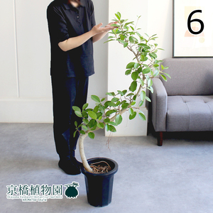 【現品】フランスゴム 曲がり 8号 紺鉢（6）Ficus rubiginosa