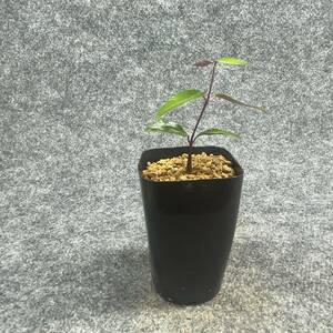 【鉢ごと発送】ペトペンチア ナタレンシス / Petopentia natalensis /【実生】/ 2号鉢 / 【現品】24-7-23-02