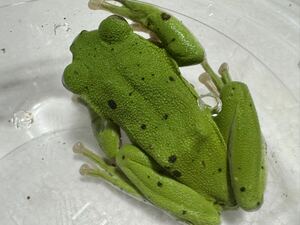056 モリアオガエル約5cm 柄少なめ オス雄♂ 即決価格 神奈川県産 かえるカエル蛙生体