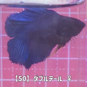 【50】ダブルテールベタ ♀