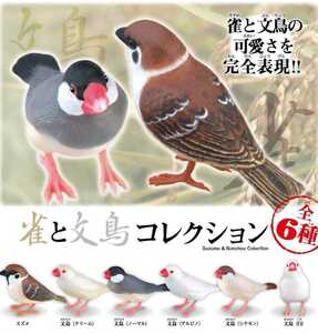 雀と文鳥コレクション全６種類　新品　ノーマル　クリーム　白　アルビノ　シナモン　小鳥　ミニチュアフィギュア コンパニオンバード