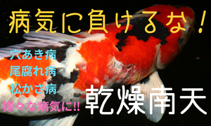 ★効果抜群★金魚 鯉 熱帯魚の天然治療★ 乾燥南天 100g＋α(～130ｇ) ★1500円オマケ有★ 穴あき 尾腐れ エラ病 エルバージュ グリーンF