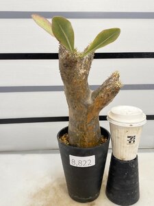 8822 「塊根植物」パキポディウム エニグマティクム 植え【発根・Pachypodium enigmaticum・多肉植物】