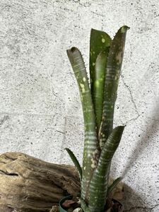 【現品】ビルベルギア・スターダスト Billbergia Star Dust