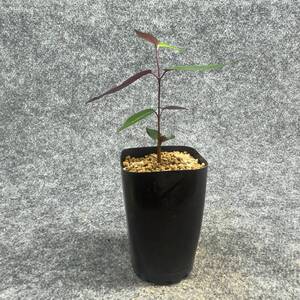 【鉢ごと発送】ペトペンチア ナタレンシス / Petopentia natalensis /【実生】/ 2号鉢 / 【現品】24-7-23-23