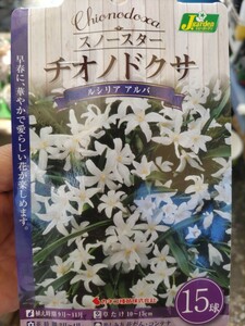 【球根：即決】スノースター　チオノドクサ　ルシリア　アルバ　　【第４種郵便発送・送料無料】