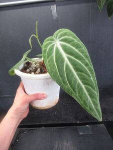 ＫＮ　アンスリューム(ベニウチワ属）　ビレナオラム（ANTHURIUM VILLENAORUM）　　　　1.2Ｍ以下