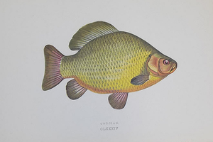 アンティーク　フィッシュアート　 (1865年)　Crucian（ヨーロッパフナ）　コイ科　淡水魚