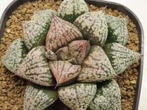 ■[Y058]ピクタ白銀系×海皇　実生　未繁殖【多肉植物　Haworthia　ハオルチア　ハオルシア】