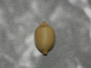 貝の標本チリメンダカラ Cypraea childreni 25mm.big.
