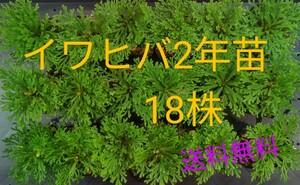 イワヒバ2年苗 18株(抜き苗) [岩ヒバ 岩松 盆栽]