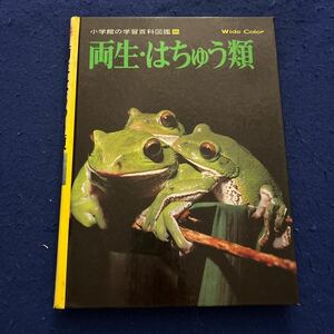 両生・はちゅう類◆小学館の学習百科図鑑36◆Wide Color◆世界の両生類切手◆原幸治◆山本洋輔◆両生類の世界