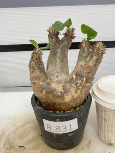 8831 「塊根植物」パキポディウム エニグマティクム 植え【発根・Pachypodium enigmaticum・多肉植物】