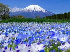 世界遺産 富士山写真 ポストカード 5枚セット(厚さ、厚手 0.26ｍｍ)