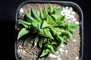 Haworthia / ニグラ　ディヴァーシフォリア　ハオルチア　硬葉