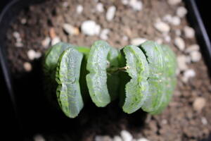 Haworthia truncata / 玉扇　マンモス　ハオルチア