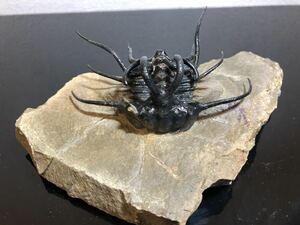 本物　Dicranurus trilobite 三葉虫化石デボン紀モロッコ