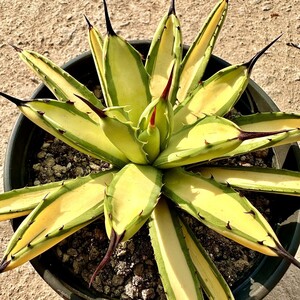 【Lj_plants】Q879 多肉植物 アガベ　マクロアカンサ黄中斑　Agave macroacantha 極上美子株