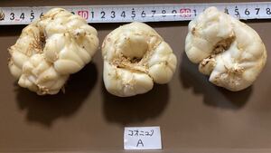 コオニユリ　大球根　３球　A 小鬼百合