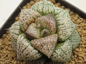 ■[Y039]塚原白雪姫実生×海皇　実生　未繁殖【多肉植物　Haworthia　ハオルチア　ハオルシア】