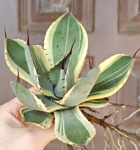 オリザバ 大株 　検（agave チタノタ　チタノータ　アガベ　オバティホリア　吉祥天好きにも