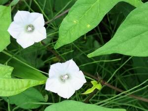 豆朝顔　まめあさがお　種20粒　マメアサガオ