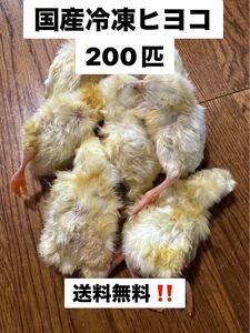 国産冷凍ヒヨコ　200匹　送料込み