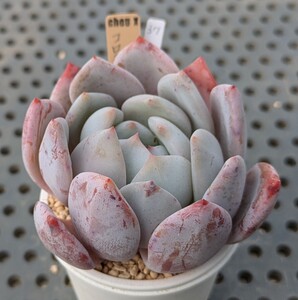 37.コロラータ×ラウイ 実生苗 エケベリア 国産 多肉 Echeveria